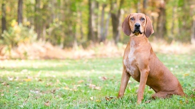 Your Dog's Diarrhea Might Be Riddled with Superbugs