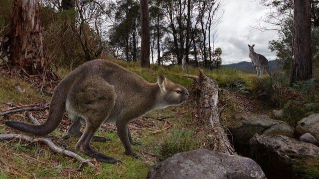 Two-Year Dig Yields Stunning Kangaroo Fossil From Deep Underground Caves