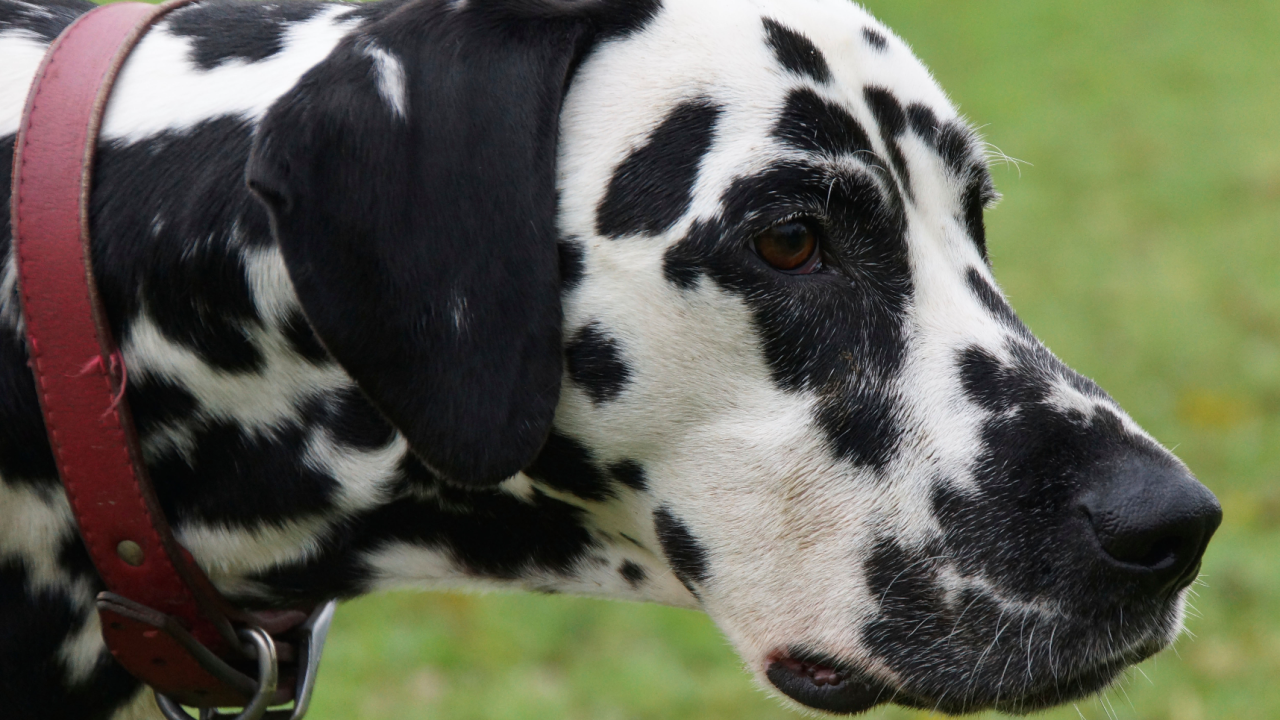 OpenStack Dalmation Advances Open Source Cloud with New Dashboard, Better AI Support