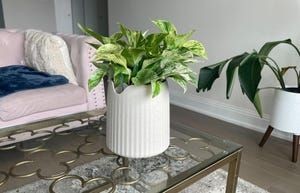 This Houseplant Cleans Air 30 Times Better Than a Typical Plant     - CNET
