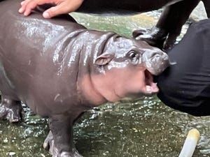 Watch Moo Deng, the Adorably Sassy Viral Pygmy Hippo, on a 24/7 Live Webcam