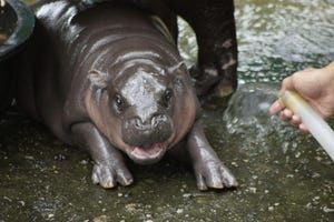 Meet Moo Deng, Pesto the Penguin and Other Viral Animals We Love to Love